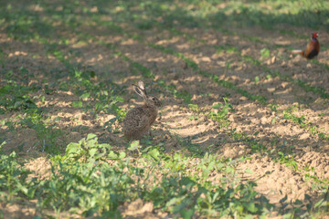 Rabbit in the field