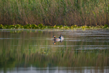Two grebes are swimming on the lake