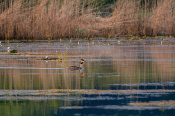 Tufted Grebe on the lake