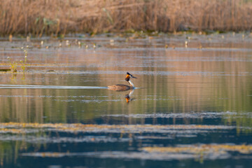 Tufted Grebe on the lake