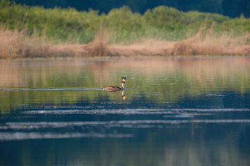Tufted Grebe on the lake