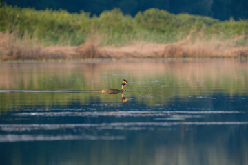 Tufted Grebe on the lake
