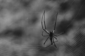 A large Asian spider weaves a web, a scary insect.