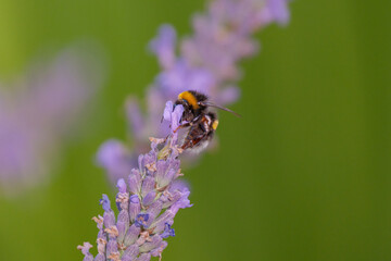 bee on a flower