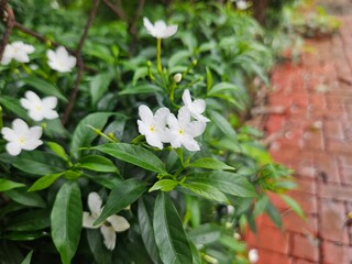 white flowers along footpath