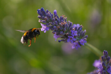 bee on lavender