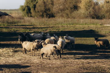 Group of Sheep Grazing on a Sunny Day in a Pastoral Field