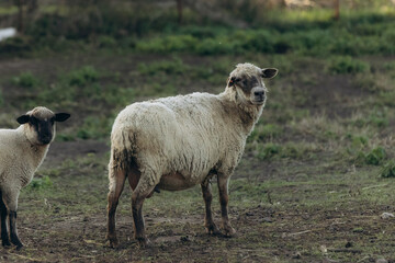 Sheep Grazing Peacefully in a Natural Pasture for Agricultural Concepts