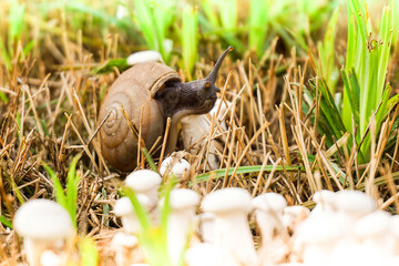 A snail walks on a small green branch.