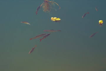 Small freshwater fish swim in sunny weather in a pond or in a river