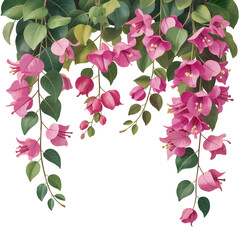 Bougainvillea Flowers and Green Leaves Arrangement on Transparent Background, Hanging Pink Blossoms