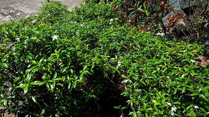 A high-angle view of multiple potted green plants, possibly blooming with small white flowers,...