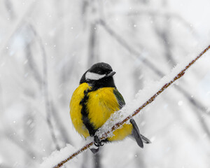 Yellow Tit bird sits on Frosty Branch in Winter Scene, close up one vibrant great tit in snowy landscape. White Soft bokeh background, serene and beautiful winter wildlife moment. View, copyspace