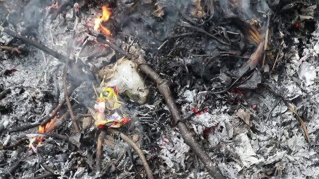 Atlantic ghost crab (Ocypode quadrata) on the sand. Atlantic ghost crab colony (Ocypode quadrata)