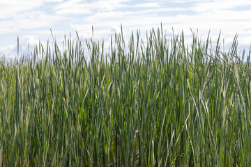 Obraz premium Dense tall grasses thrive in a vivid natural wetland area under a sunny sky