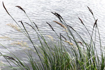 Tall grasses gently swaying beside a calm water surface