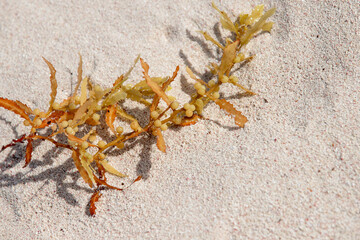 Yellow seaweed branch lies on bright white sand