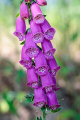 Digitalis purpurea. Foxglove, a cluster of flowers from the plant.