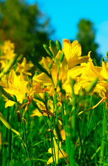 Meadow beautiful yellow flowers daylilies. Blooming Hemerocallis lilioasphodelus. Yellow forest day lily.