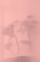 Window and soft sunrise sunlight, shadows on background with casting floral shadows. Light pink. Minimal vintage interior decoration concept. Autumn wabi sabi style aesthetics