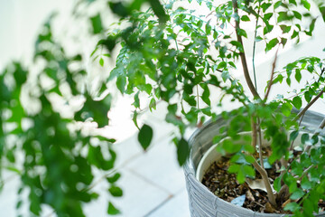 室内に置かれた鉢植えの観葉植物