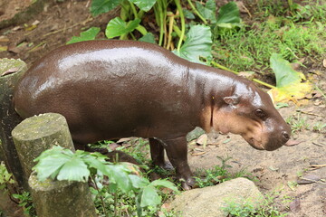 hippopotamus Moo Deang
