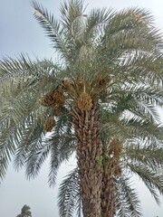 Fototapeta premium palm tree in the wind