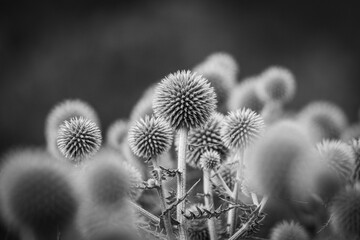 Beautiful wildflowers with thorns on a blurred background. Soft focus
