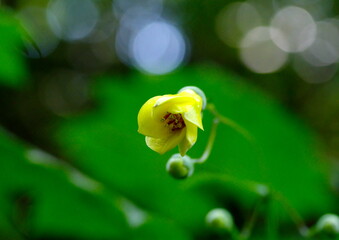 キレンゲショウマ