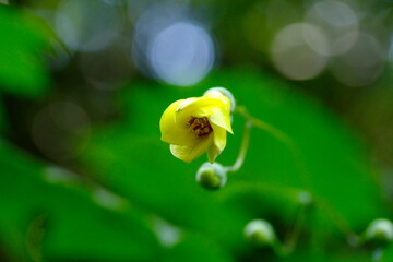 キレンゲショウマ