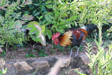rooster in the garden © kampaw