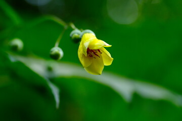 キレンゲショウマ