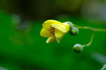 キレンゲショウマ