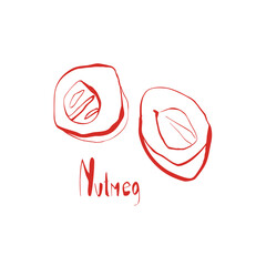 Hand drawn whole nutmeg illustration in whimsical botanical style for packaging design recipe cards and kitchen decoration