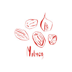 Whole nutmeg hand drawn illustration in black and white doodle style for food packaging botanical prints and kitchen decoration