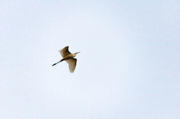 Solitary great egret  bird glides freely across soft sky in graceful quiet flight. Egret in flight...