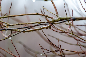 Single raindrop hanging from twig in quiet misty forest morning closeup. A water droplet clings to...