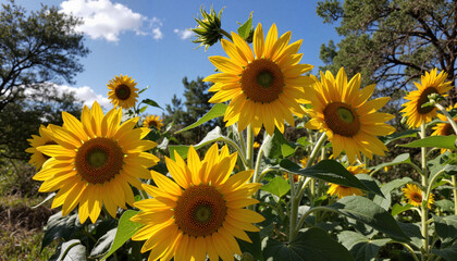 Obraz premium Vibrant sunflowers blooming under blue sky, nature's beauty