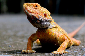 Bearded dragon lizard on Natural Habitat ,Close up image of Inland Bearded Dragon (Pogona vitticeps), Australian Bearded Dragon 