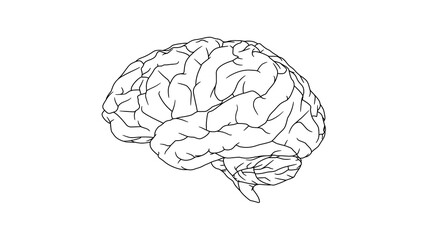 Human Brain Anatomy Detailed Line Drawing of the Cerebrum, Cerebellum, and Brain Stem