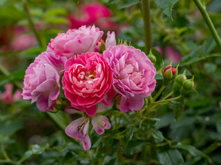 Pink Flower in a Field of Flowers