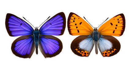 Obraz premium Two butterflies flying side by side, different wing colors, isolated perfectly for stock cutout