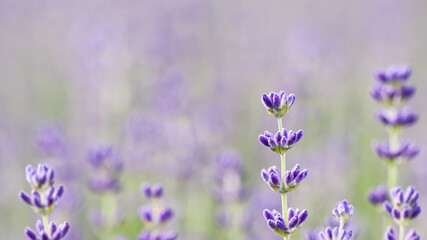 Lavender flowers blooming in the garden with blurred background.