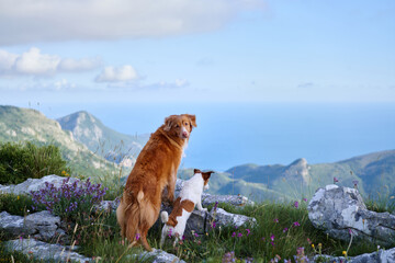 A Nova Scotia Duck Tolling Retriever and a Jack Russell Terrier enjoy the serenity of a mountain...