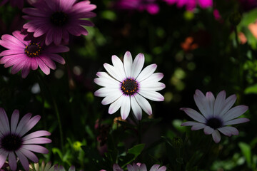 A white-petaled African daisy found in an outdoor flower bed. Osteospermum, Cape Daisy