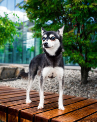 A dog of the Klee Kai breed stands on a bench against the background of a green tree and a house....