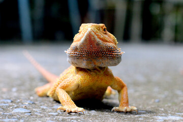 Bearded dragon lizard on Natural Habitat ,Close up image of Inland Bearded Dragon (Pogona vitticeps), Australian Bearded Dragon 