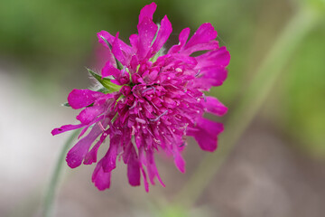 Closeup of a Macedonian scabious blossom (Knautia macedonica).