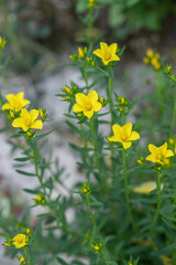 Golden flax in bloom (Linum flavum). Rare and endangered wildflower.
