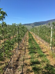 Oliver, Osoyoos, vineyards, wine region, grape vines, BC wine, South Okanagan, British Columbia,...